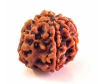 Rudraksha