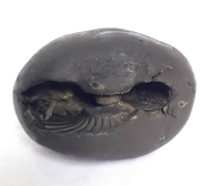 Shaligram